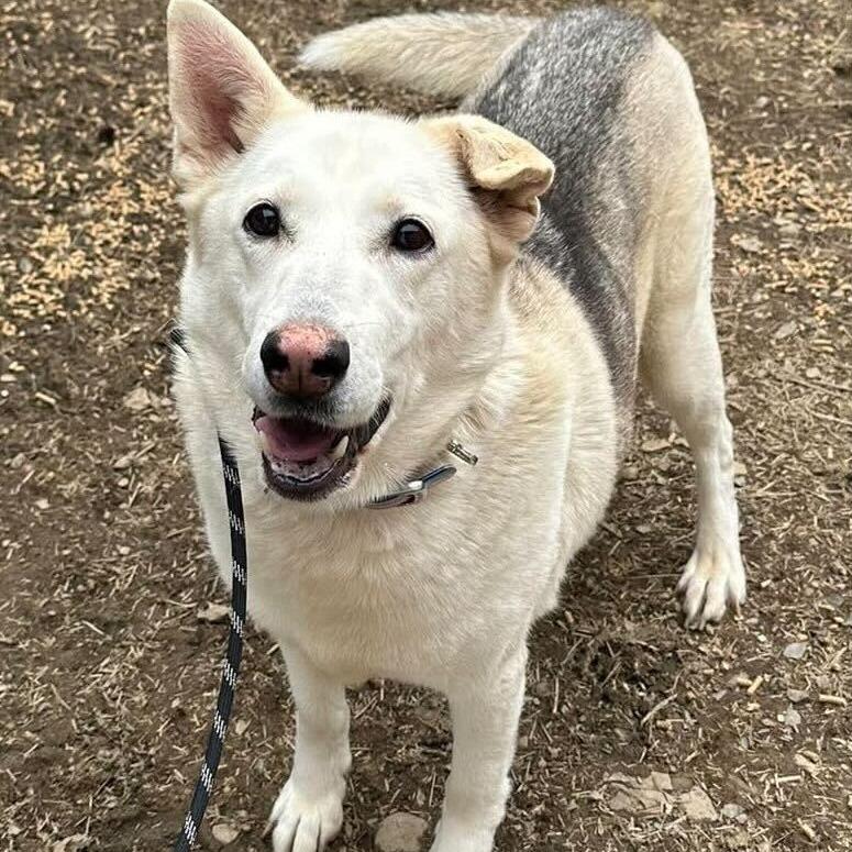 Akira, a Adoptable mixed breed in Madisonville, TN image 1/5