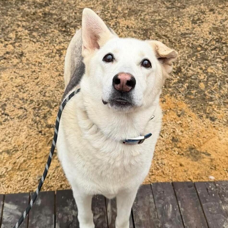 Akira, a Adoptable mixed breed in Madisonville, TN image 2/5