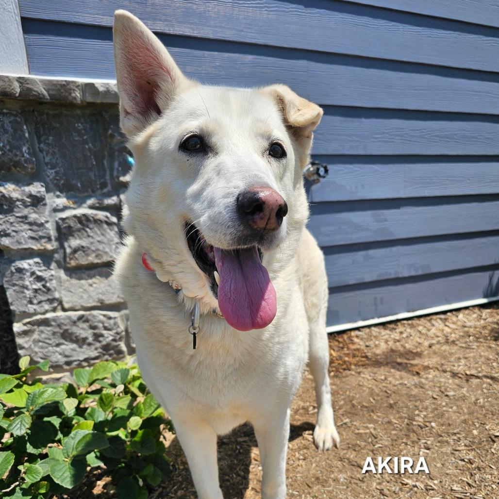 Akira, a Adoptable mixed breed in Madisonville, TN image 3/5