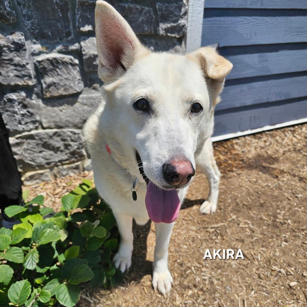 Akira, a Adoptable mixed breed in Madisonville, TN image 4/5
