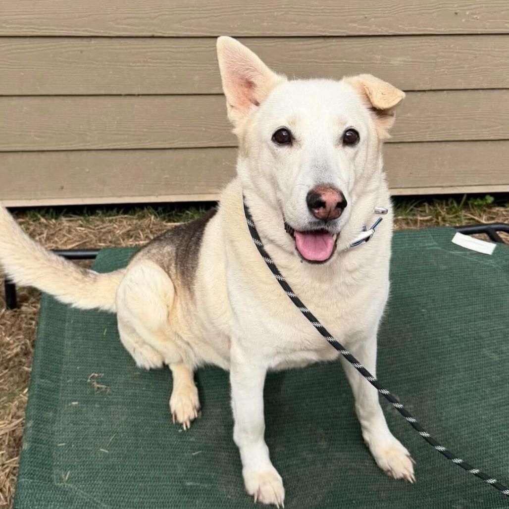 Akira, a Adoptable mixed breed in Madisonville, TN image 5/5