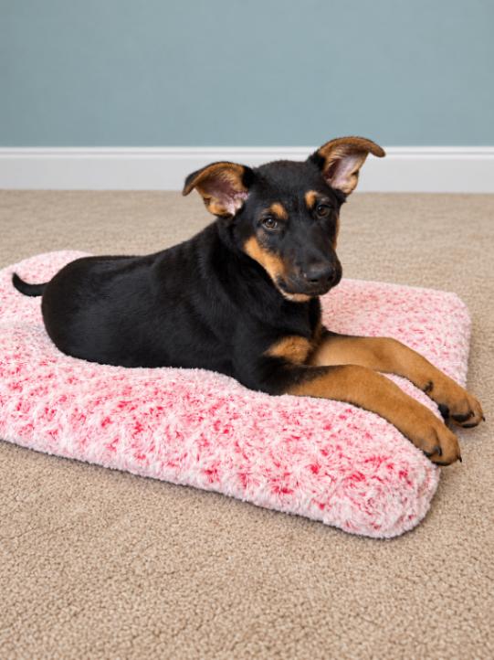 Luke, Adoptable, Puppy Male German Shepherd Dog.