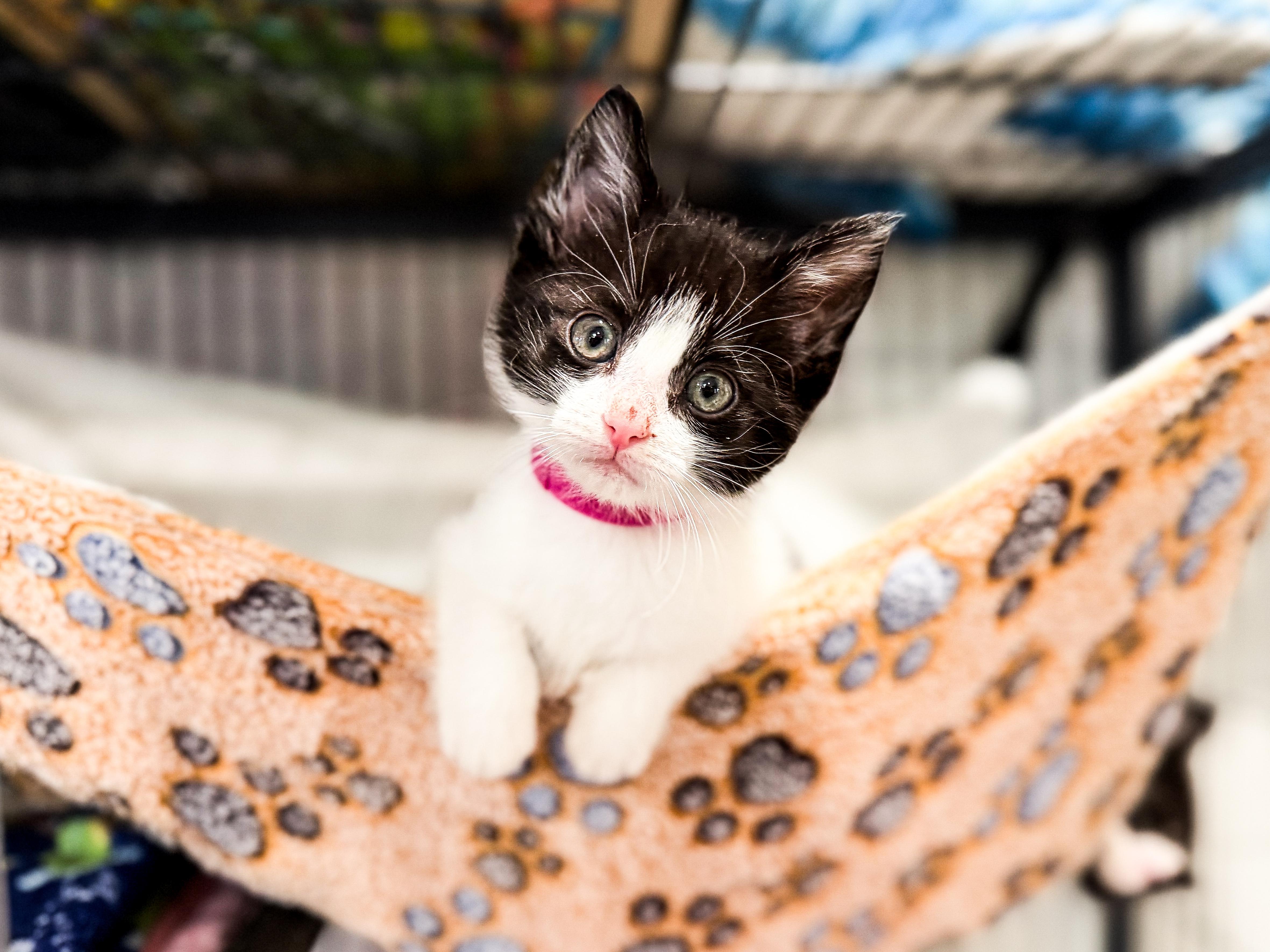 Dee, ADOPTABLE, Kitten Female Domestic Short Hair.