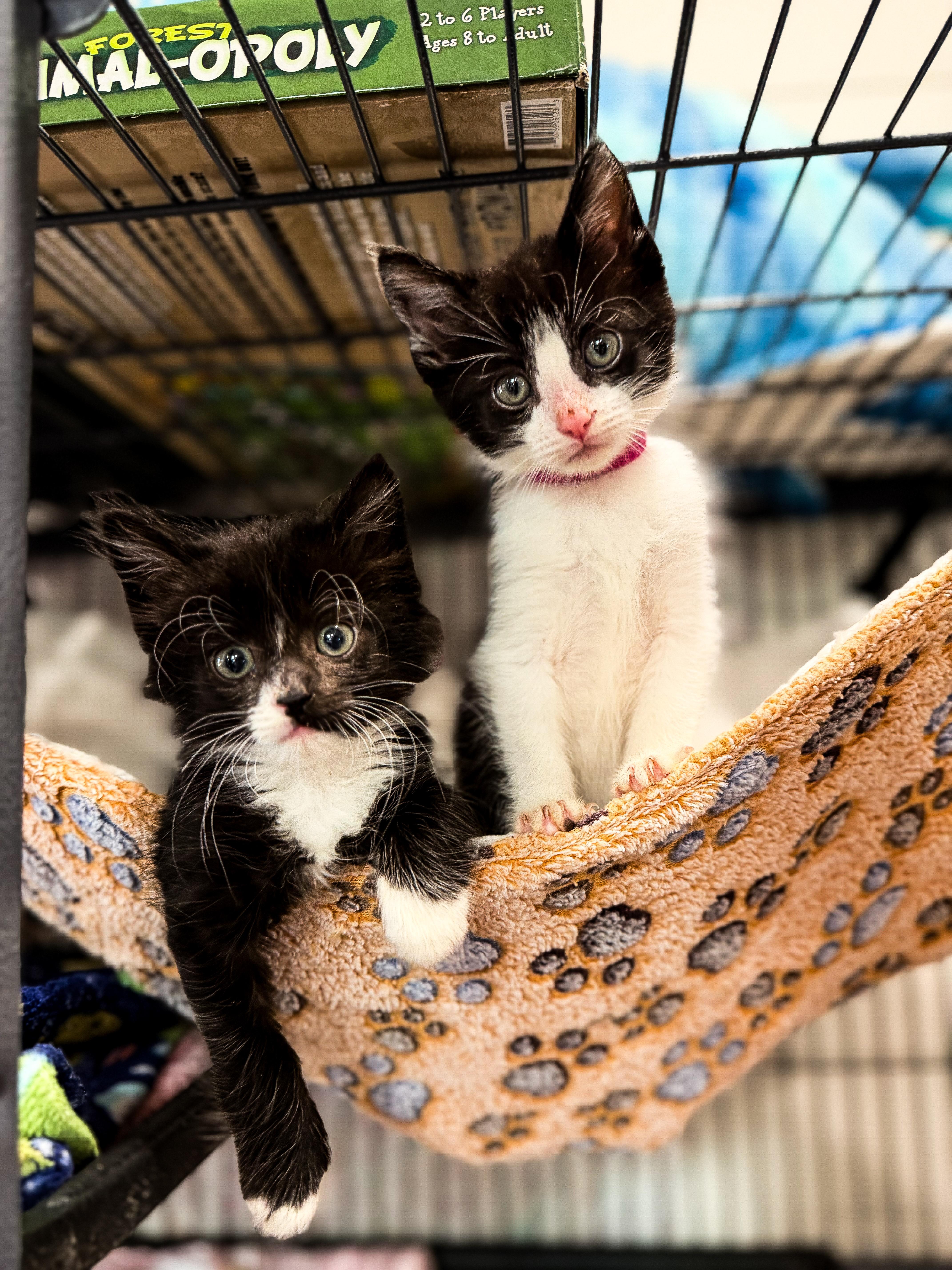 Enlarge Dee, a ADOPTABLE Domestic Short Hair in Sartell, MN image 2/2