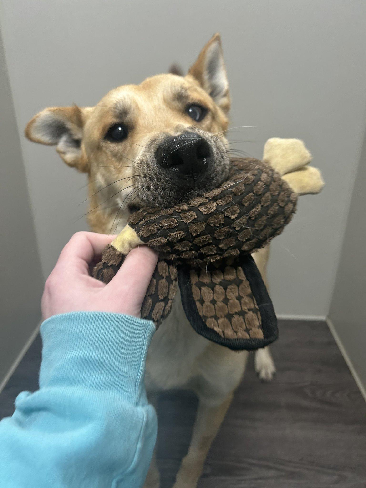 Enlarge Woody, a Adoptable mixed breed in Roseville, CA image 1/3