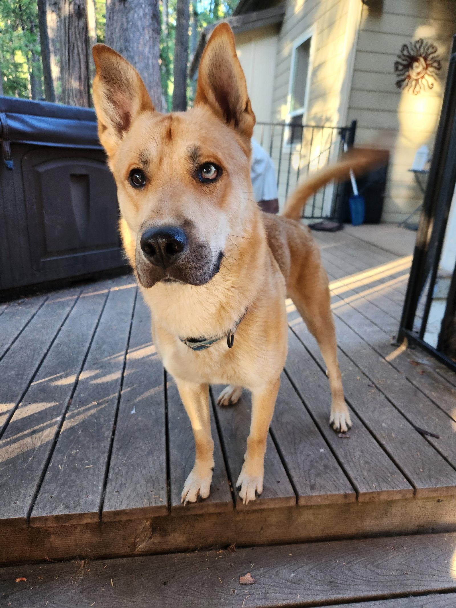 Enlarge Woody, a Adoptable mixed breed in Roseville, CA image 2/3