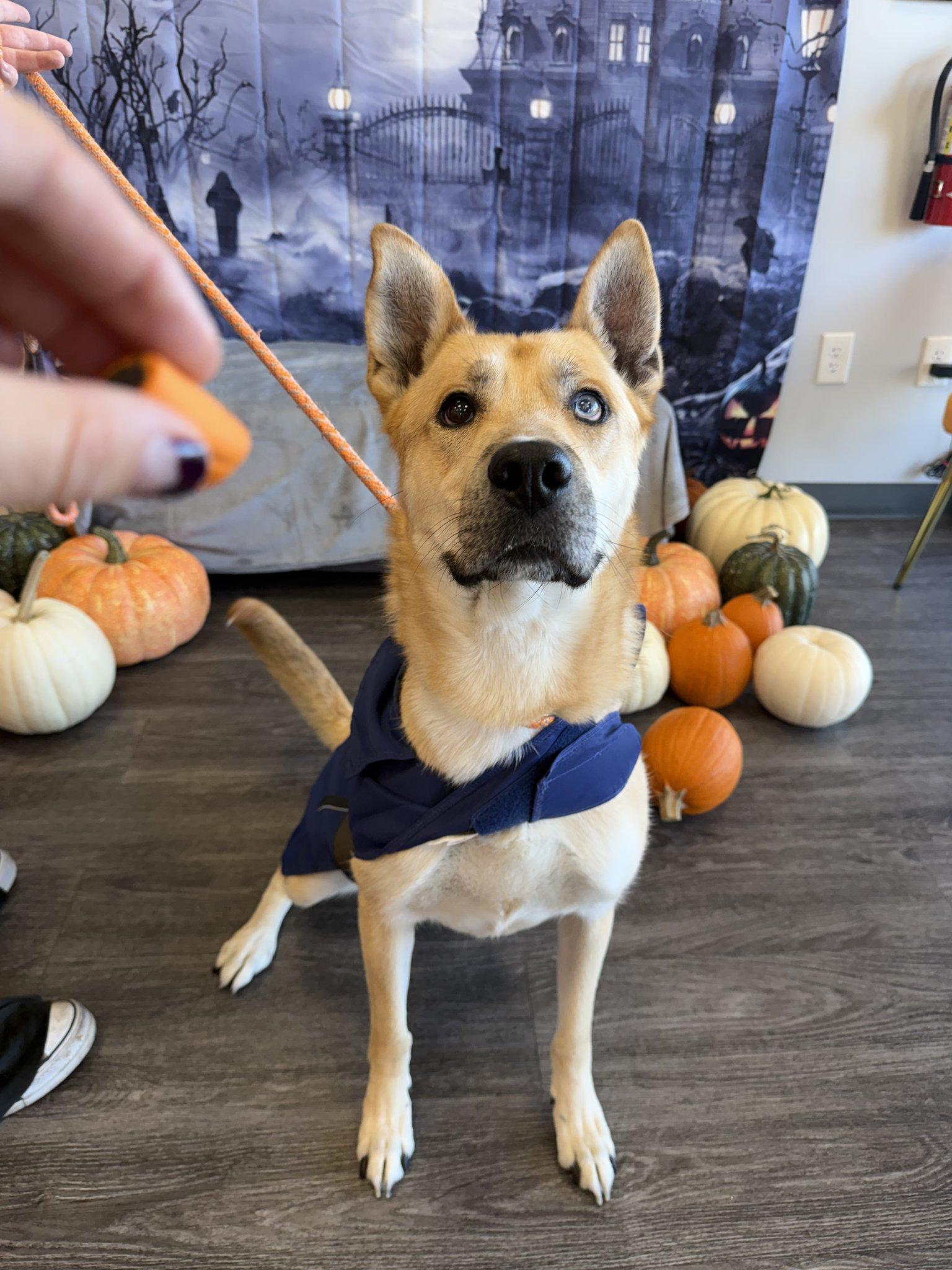 Enlarge Woody, a Adoptable mixed breed in Roseville, CA image 3/3