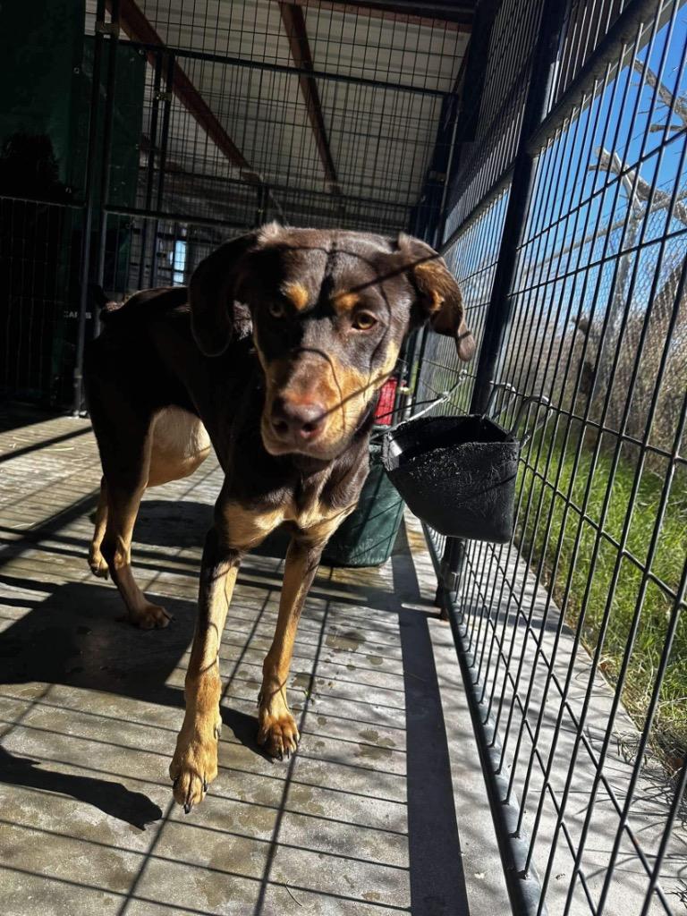 Gwennie, Adoptable, Adult Female Doberman Pinscher & Labrador Retriever.