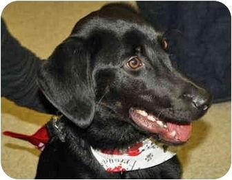 Lucky, a Adopted mixed breed in Powell, OH image 1/3