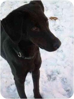 Lucky, a Adopted mixed breed in Powell, OH image 2/3