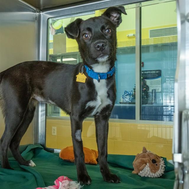 Enlarge HOPE, a Adoptable mixed breed in Saint Louis, MO image 1/1