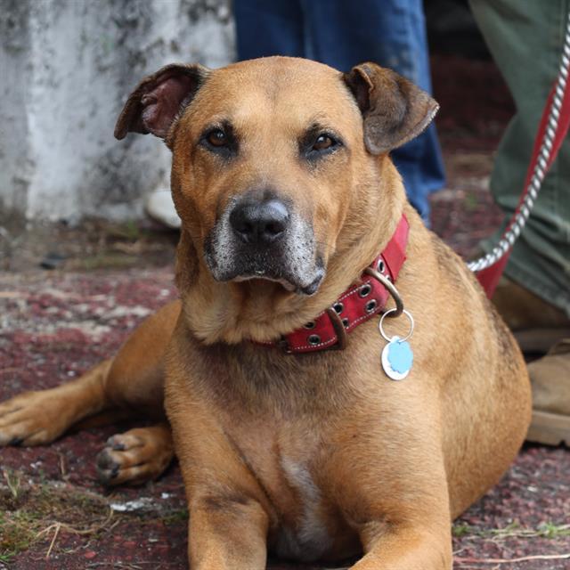 Enlarge ZEUS, a Adoptable Mixed Breed in Columbia, SC image 1/1