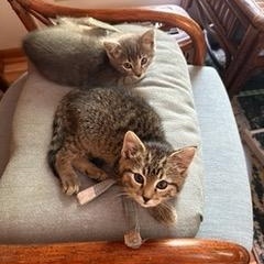 Enlarge Jessa (& Janice), a Adoptable Domestic Short Hair in Minneapolis, MN image 2/5