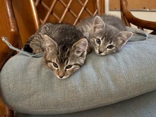 Enlarge Jessa (& Janice), a Adoptable Domestic Short Hair in Minneapolis, MN image 4/5