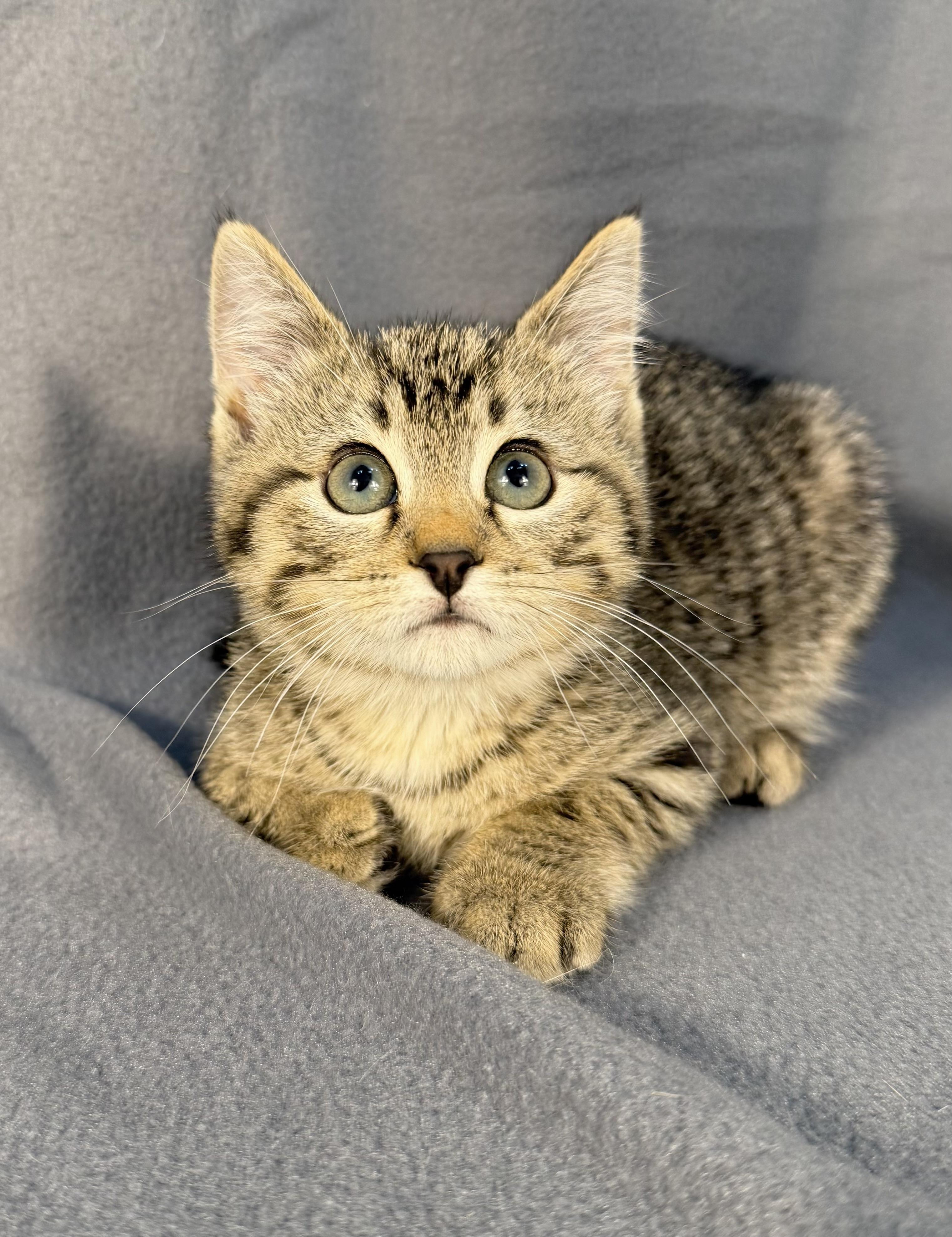 Enlarge Jessa (& Janice), a Adoptable Domestic Short Hair in Minneapolis, MN image 1/5