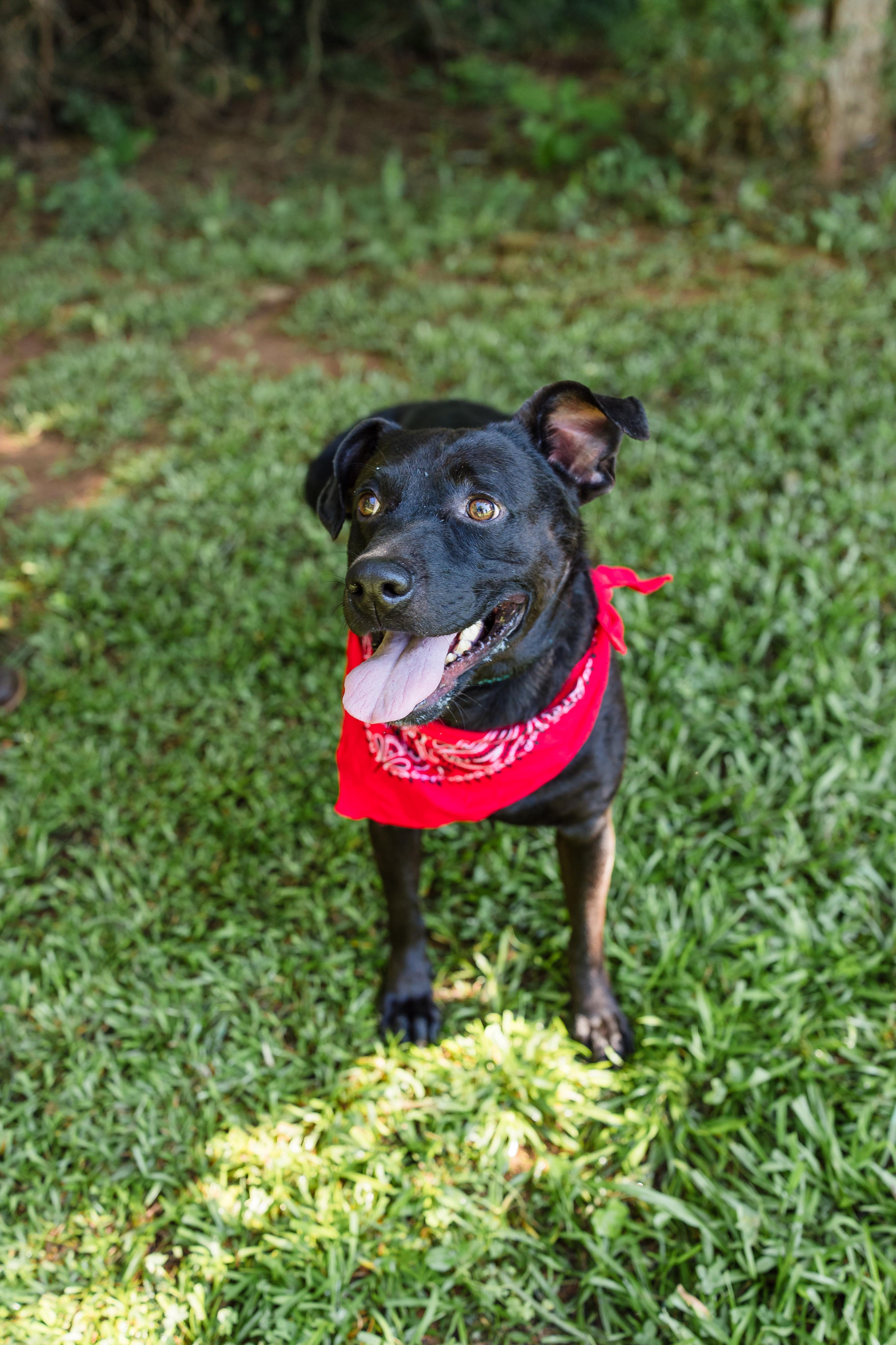 COLE, a ADOPTABLE mixed breed in Newborn, GA image 6/6