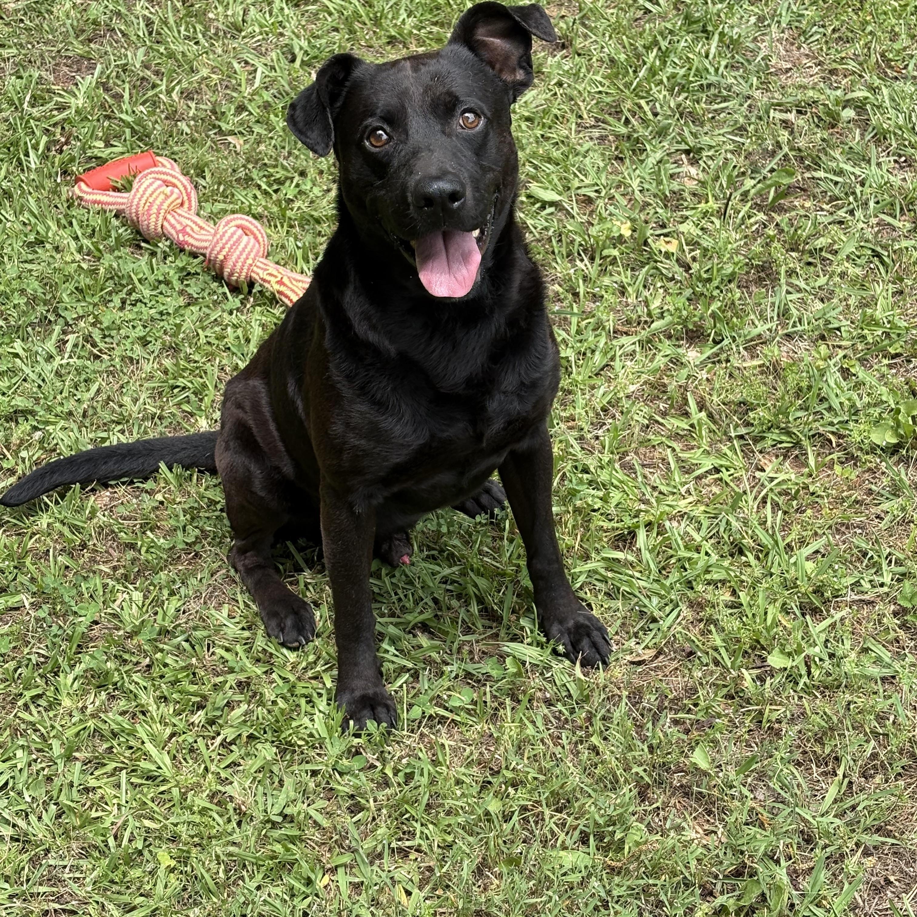 COLE, a ADOPTABLE mixed breed in Newborn, GA image 2/6