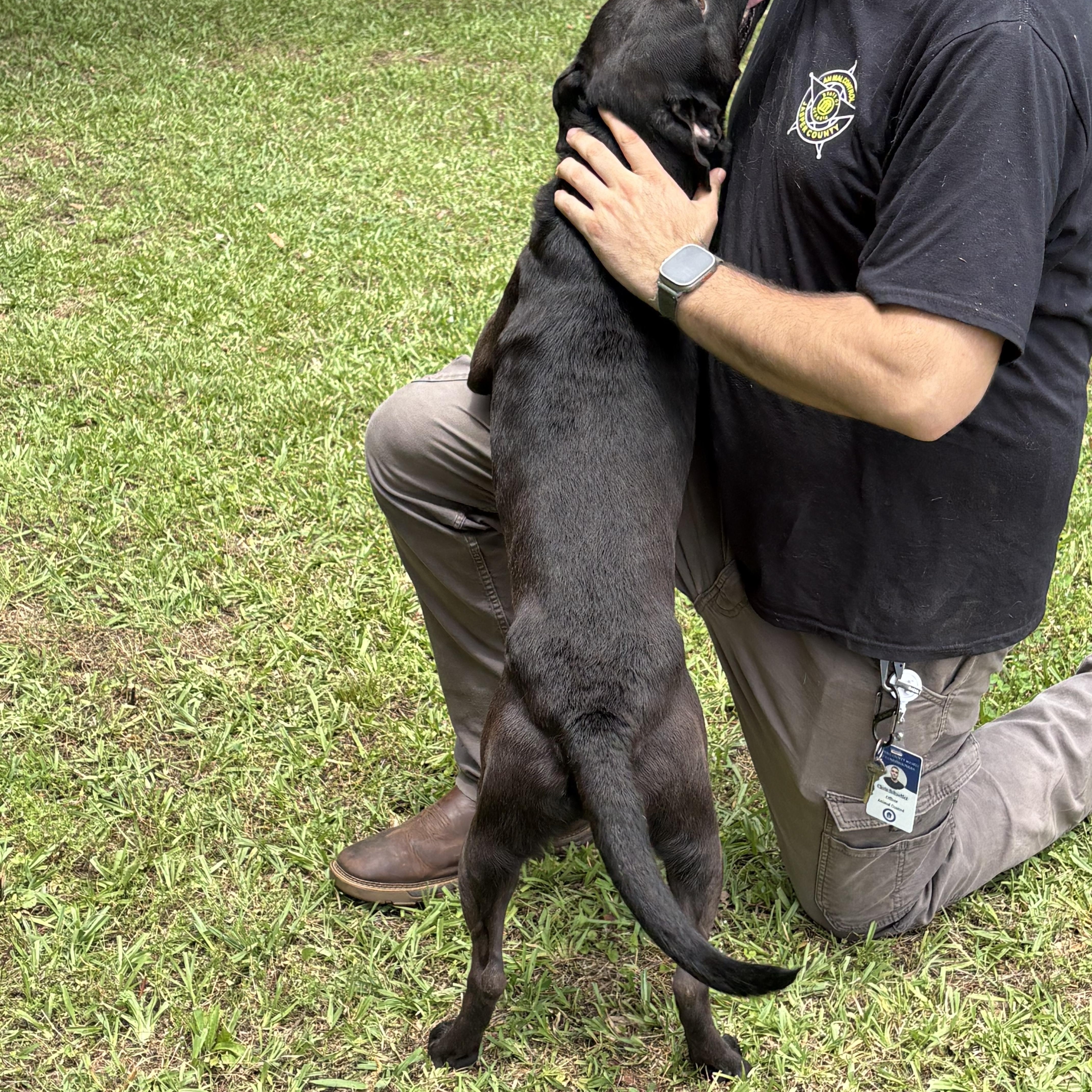 COLE, a ADOPTABLE mixed breed in Newborn, GA image 3/6