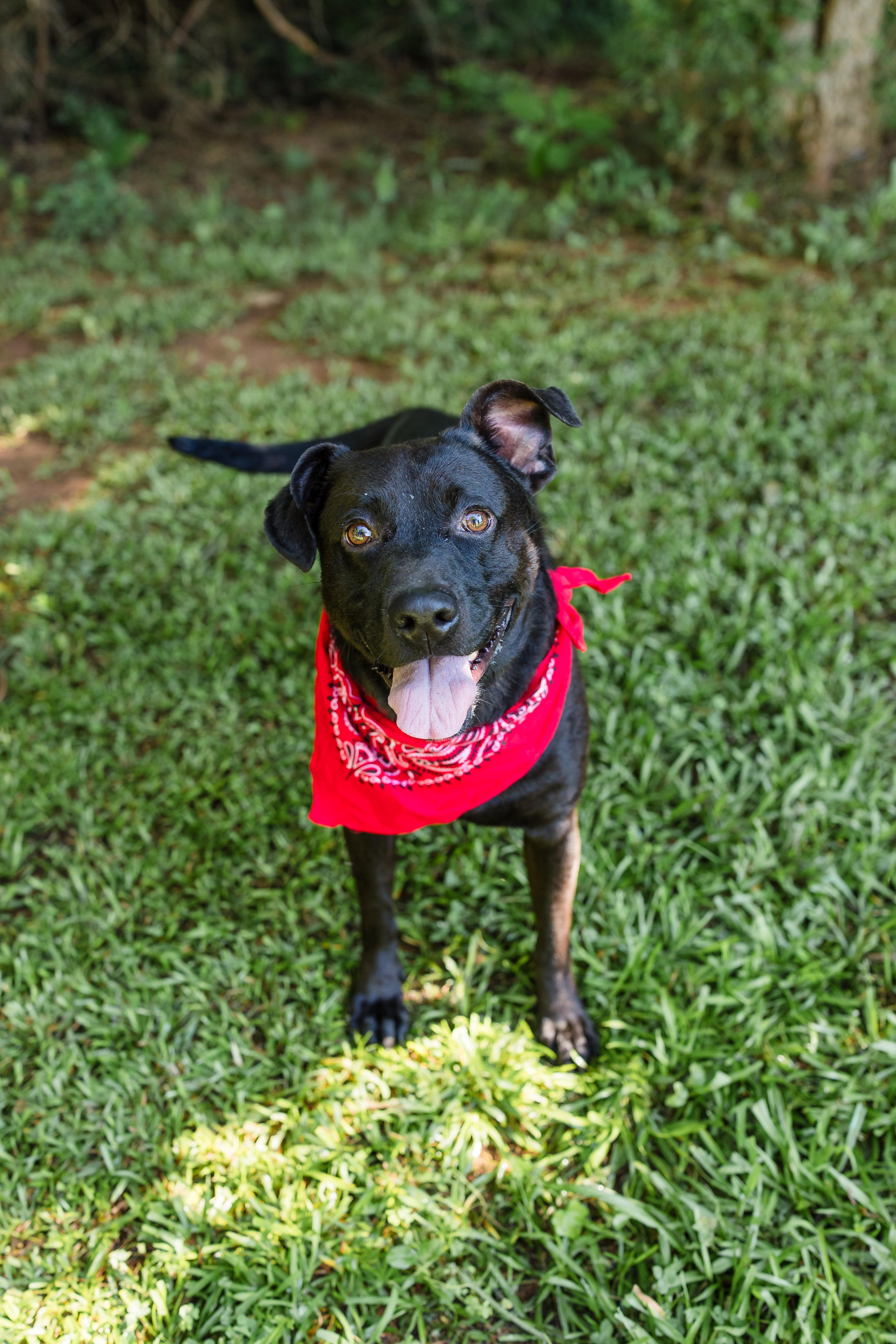 COLE, ADOPTABLE, Young Male Black Labrador Retriever.