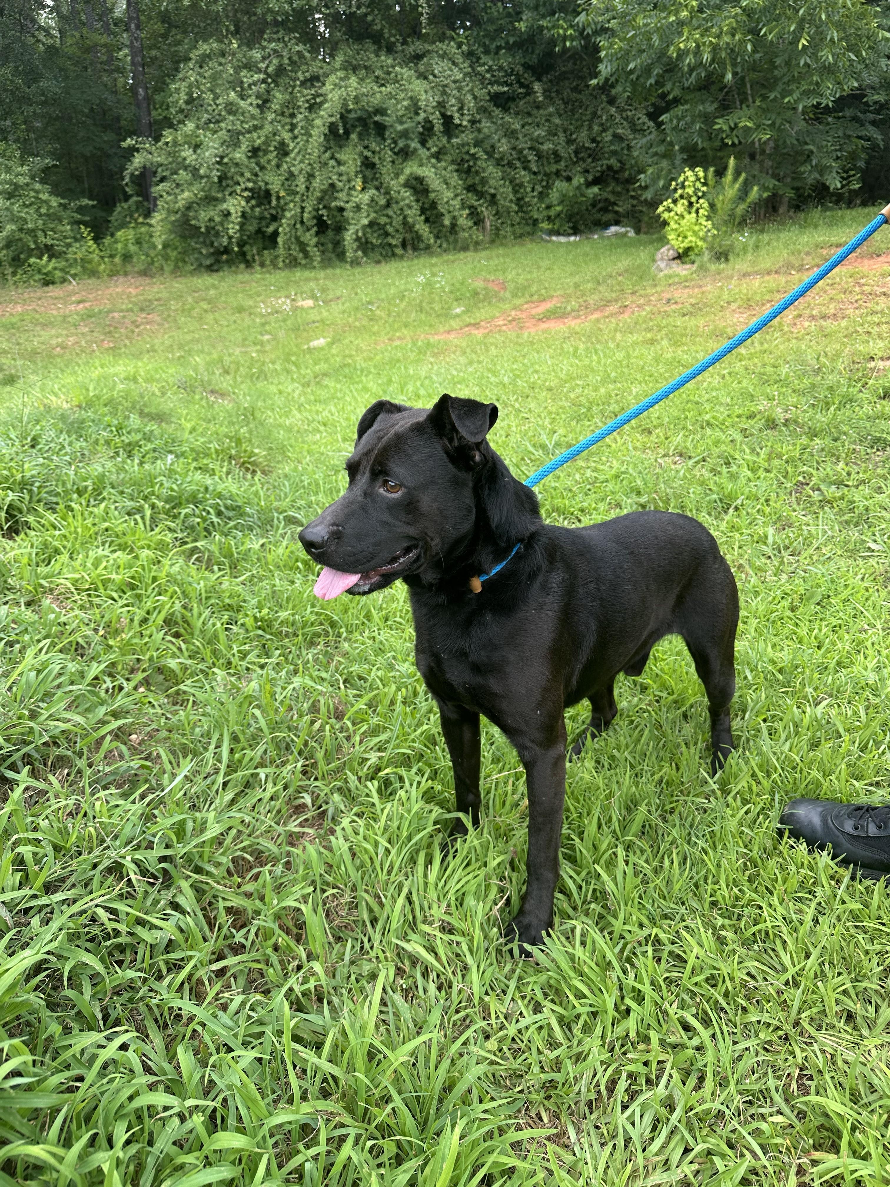 COLE, a ADOPTABLE mixed breed in Newborn, GA image 5/6