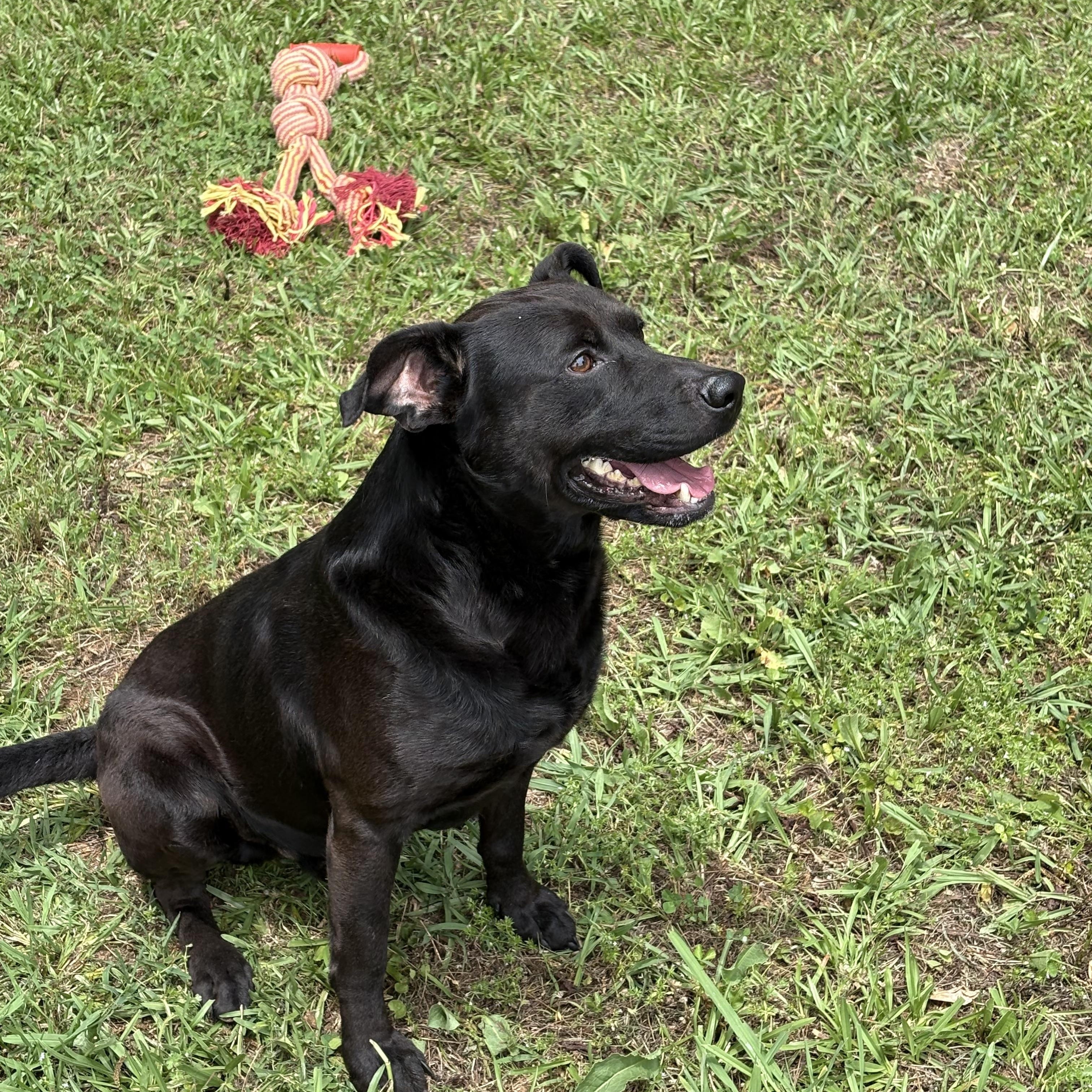COLE, a ADOPTABLE mixed breed in Newborn, GA image 4/6
