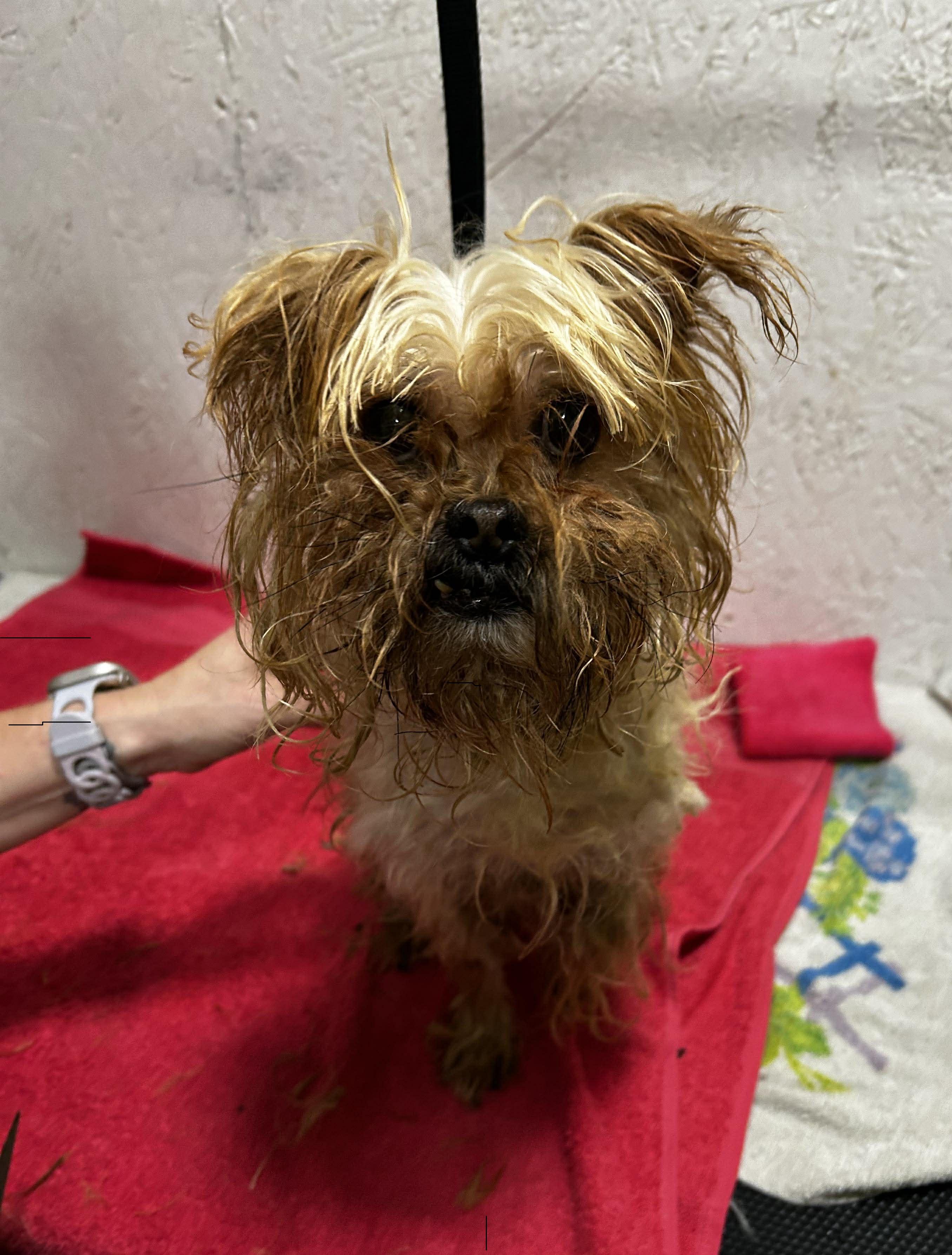 Twinkle, a ADOPTABLE mixed breed in Brunswick, OH image 1/5