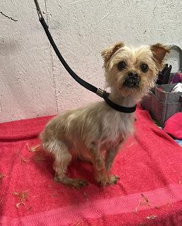 Twinkle, a ADOPTABLE mixed breed in Brunswick, OH image 2/5