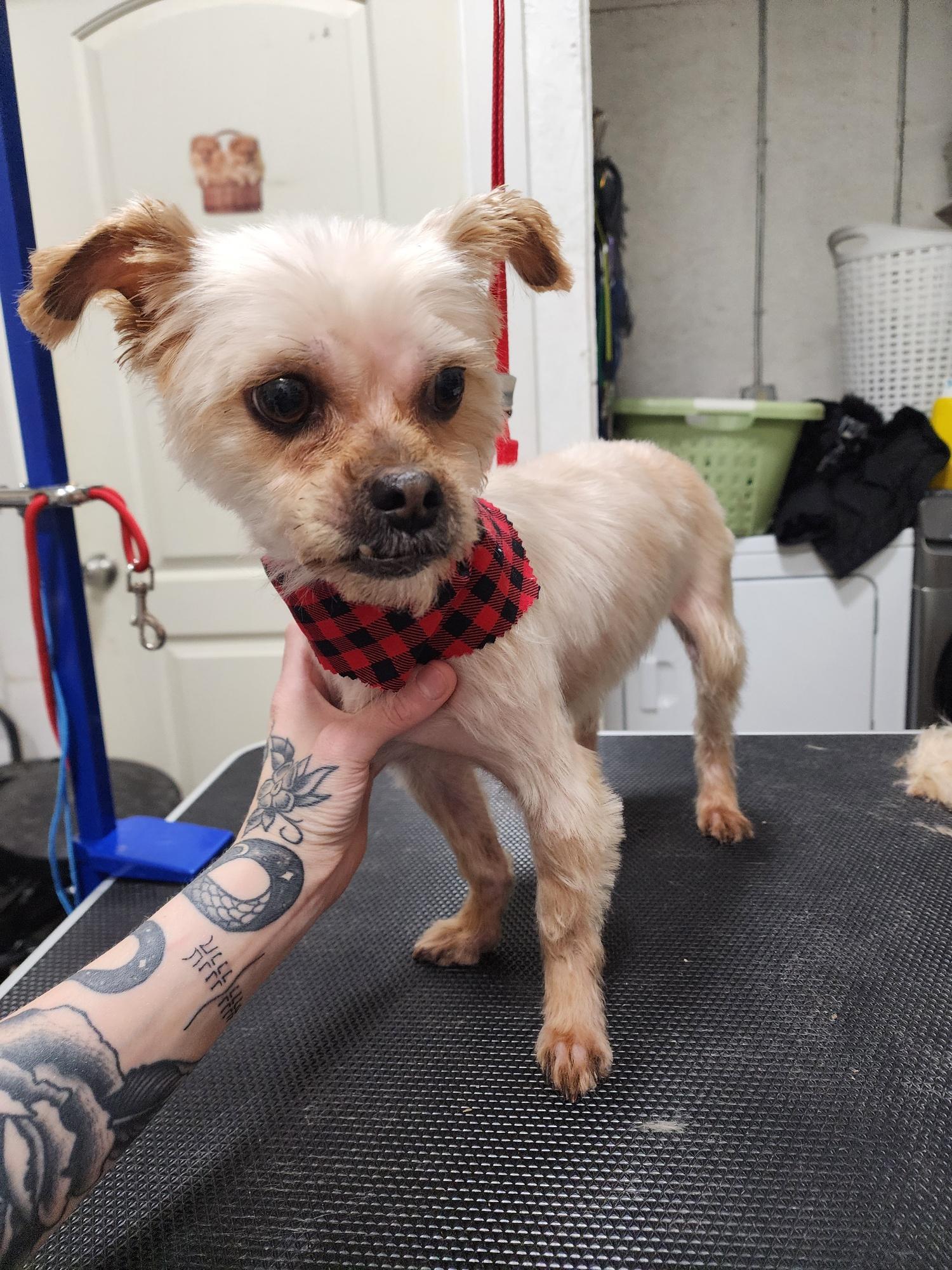 Twinkle, a ADOPTABLE mixed breed in Brunswick, OH image 3/5