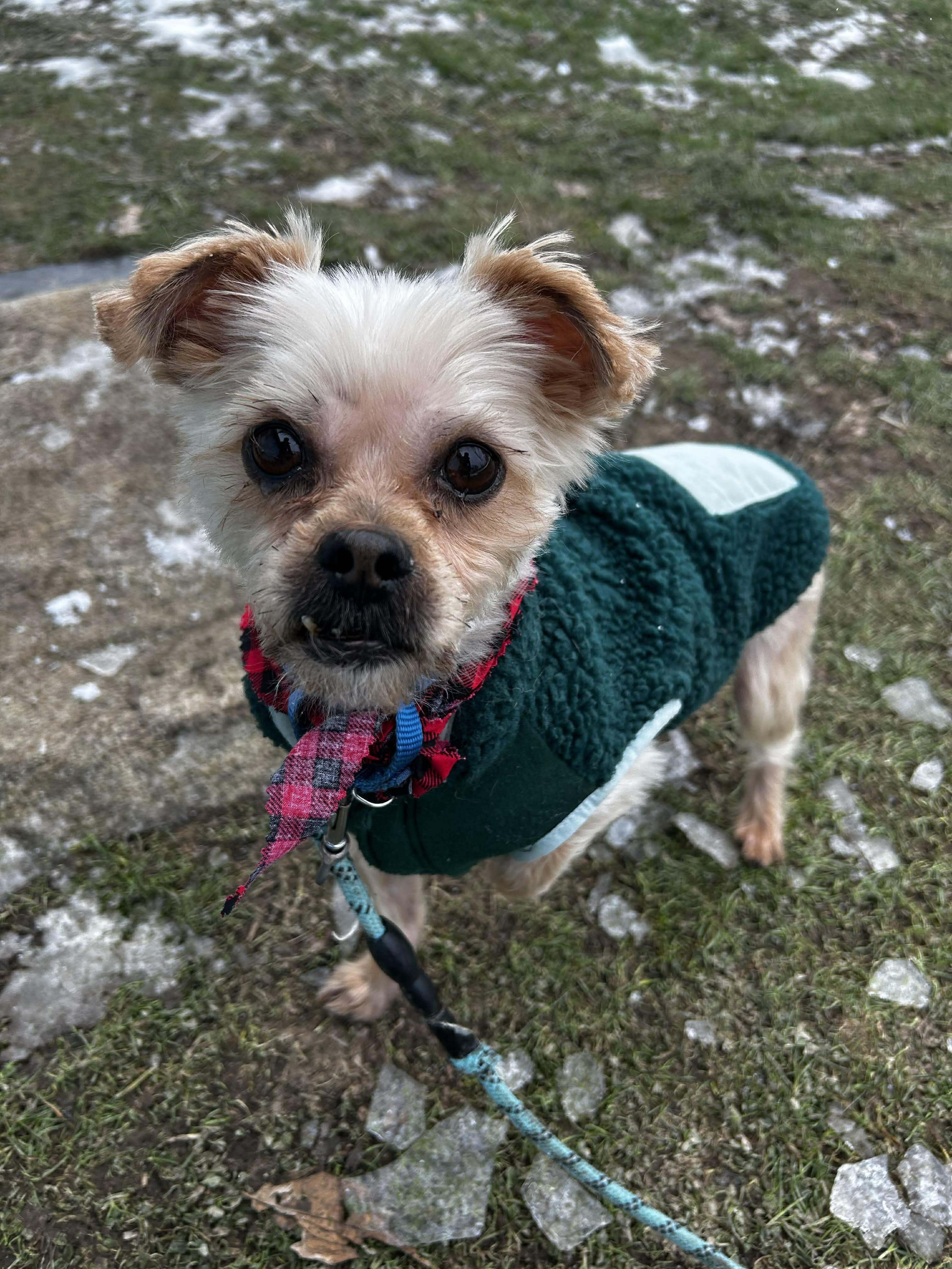 Twinkle, a ADOPTABLE mixed breed in Brunswick, OH image 4/5