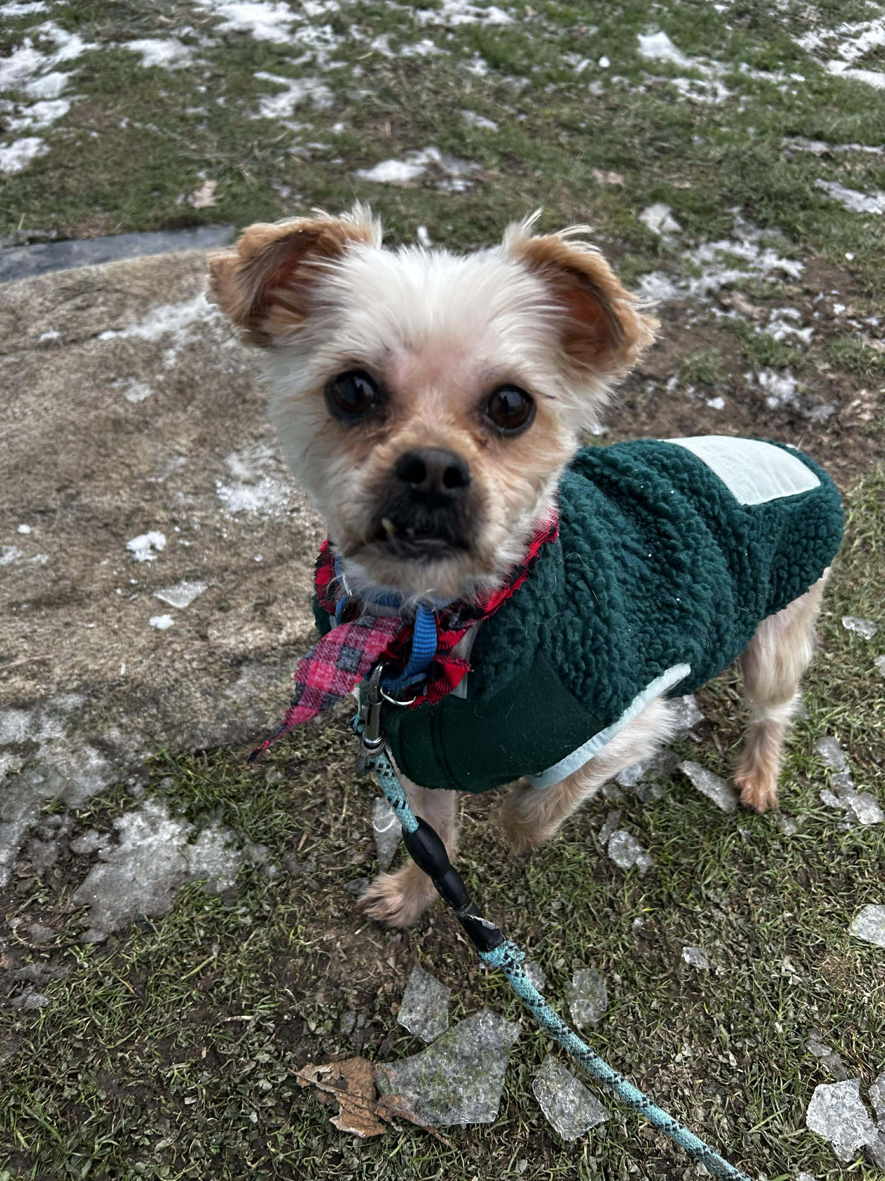 Twinkle, a ADOPTABLE mixed breed in Brunswick, OH image 5/5