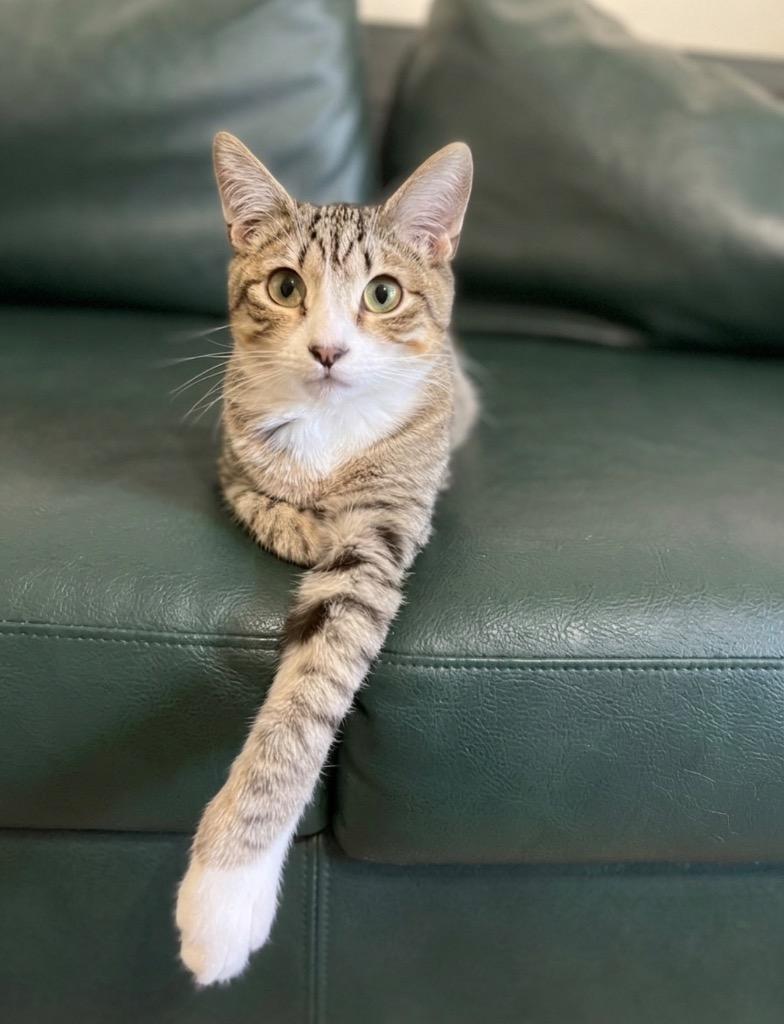 Enlarge Ozzie, a Adoptable Domestic Short Hair in Vashon, WA image 1/2