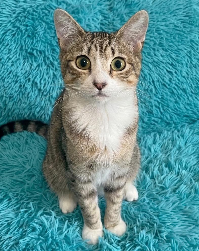 Enlarge Ozzie, a Adoptable Domestic Short Hair in Vashon, WA image 2/2