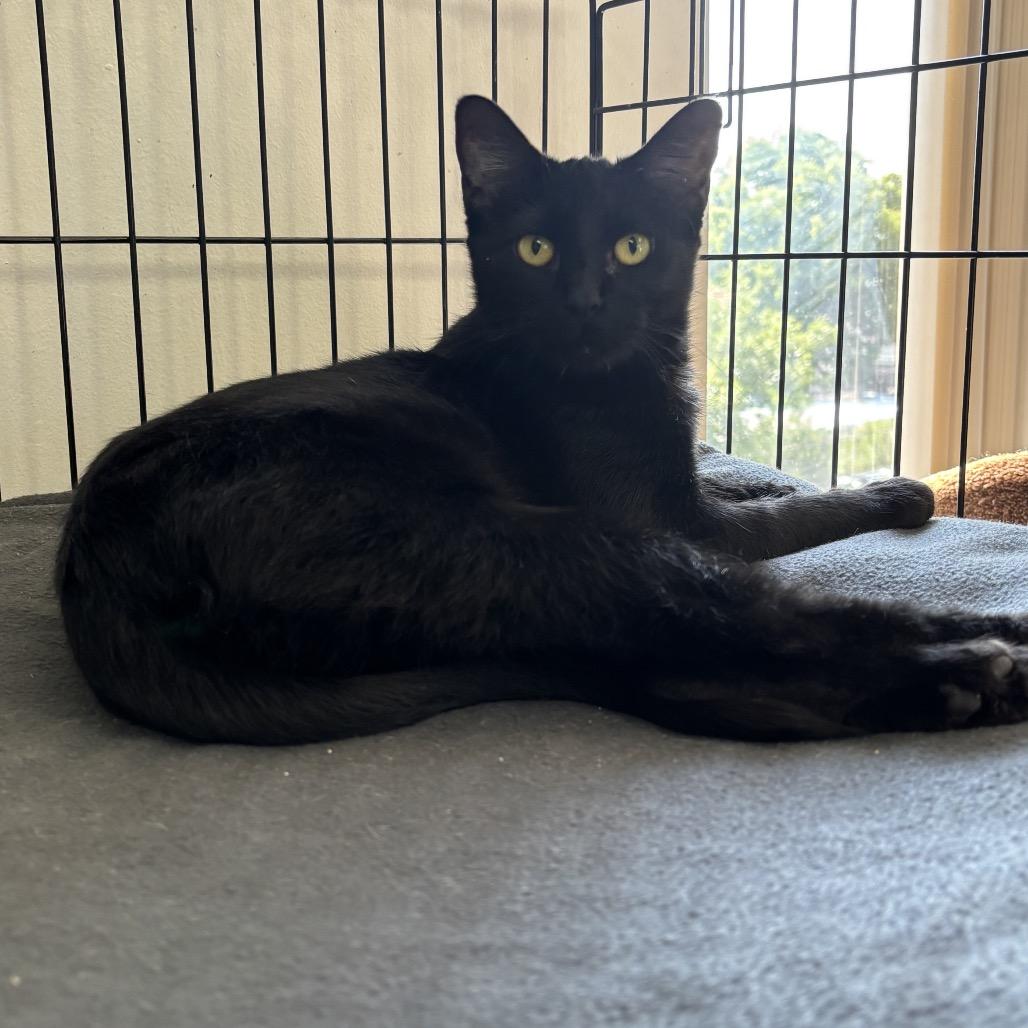 Enlarge Willow, a Adoptable Domestic Short Hair in Houston, TX image 1/2