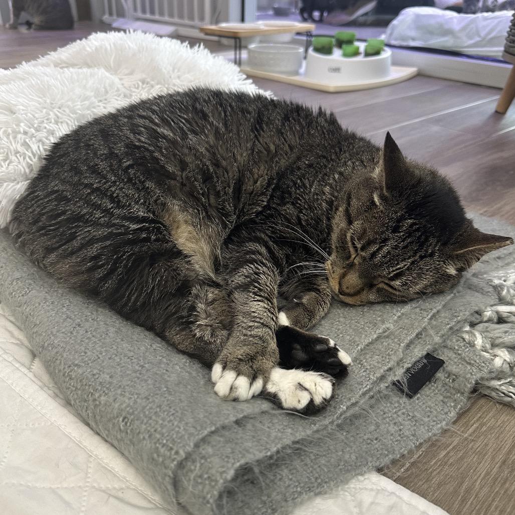 Miley, Adoptable, Adult Female Domestic Short Hair.