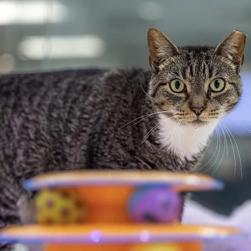 Enlarge Miley, a Adoptable Domestic Short Hair in Jupiter, FL image 2/6
