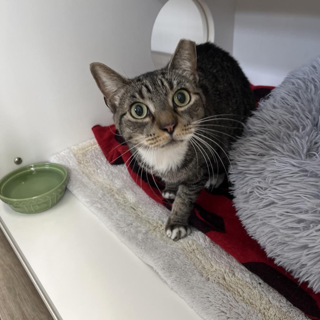 Enlarge Miley, a Adoptable Domestic Short Hair in Jupiter, FL image 1/1