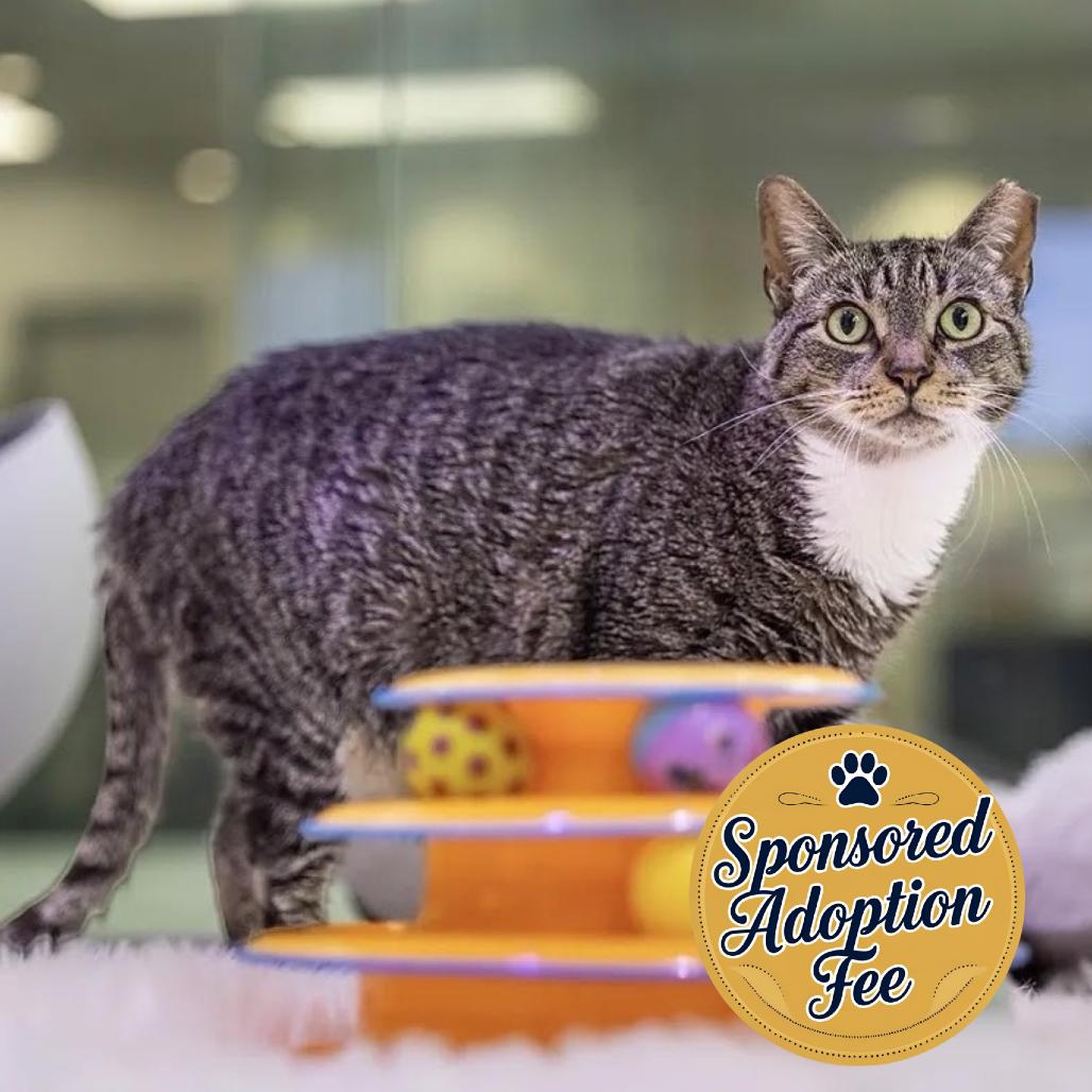 Enlarge Miley, a Adoptable Domestic Short Hair in Jupiter, FL image 4/6