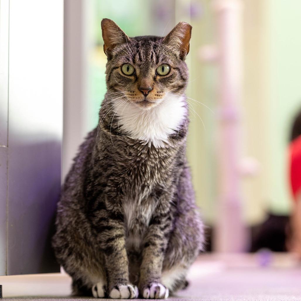 Enlarge Miley, a Adoptable Domestic Short Hair in Jupiter, FL image 2/2