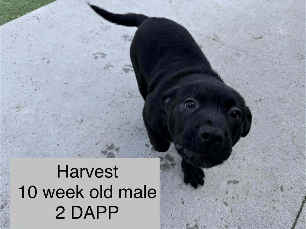 Harvest, Adoptable, Puppy Male Labrador Retriever.