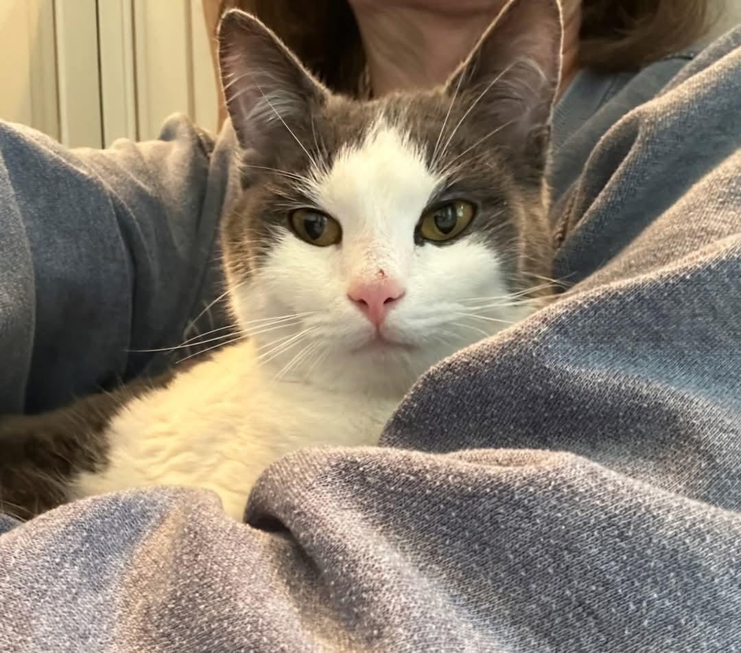 Joe Malone, ADOPTABLE, Young Male Domestic Short Hair.