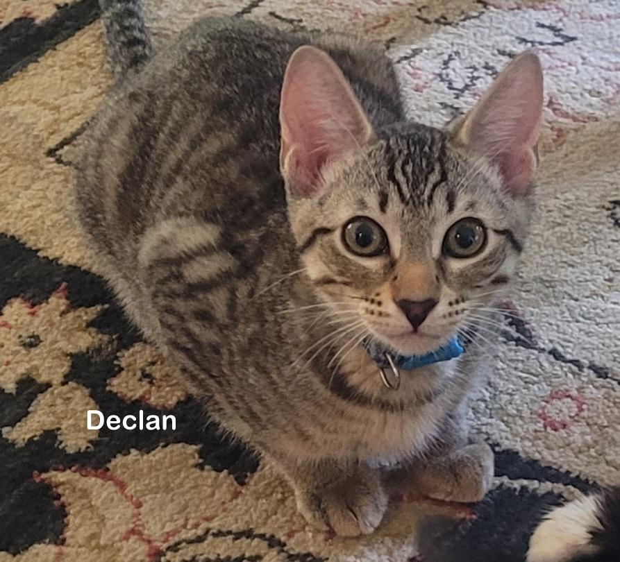 Declan, Baby Male Domestic Short Hair