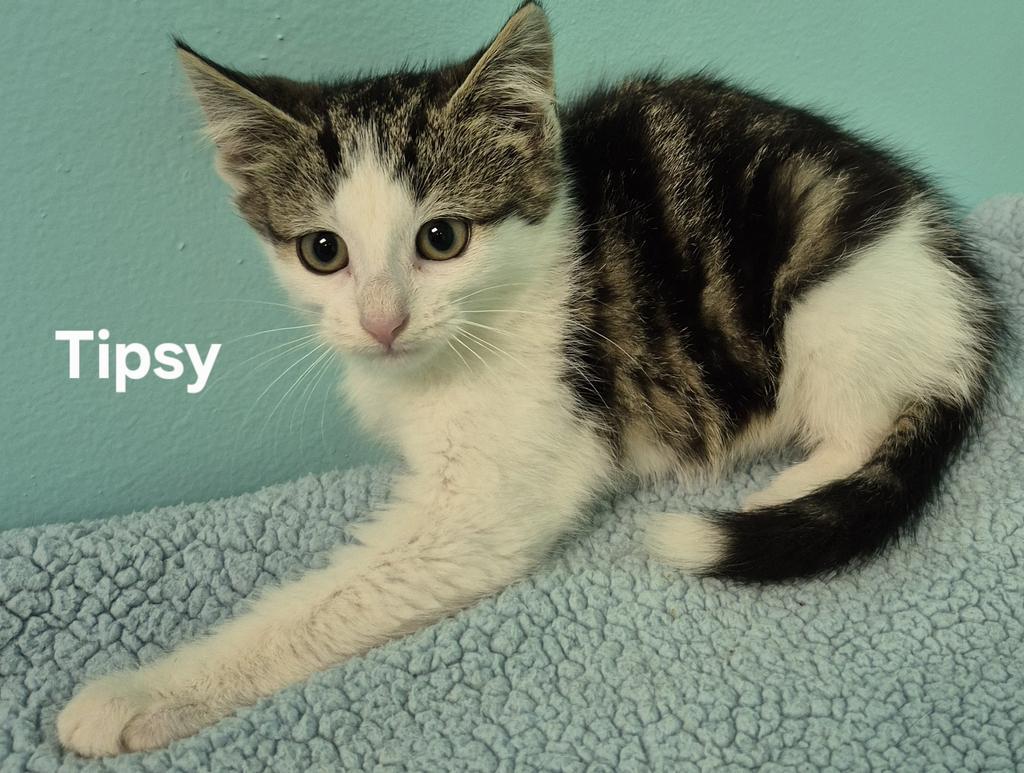 Tipsy, Adoptable, Young Female Domestic Short Hair.