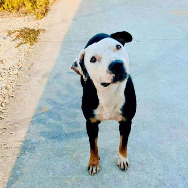 Morgan, Adoptable, Young Female Pit Bull Terrier & Staffordshire Bull Terrier.