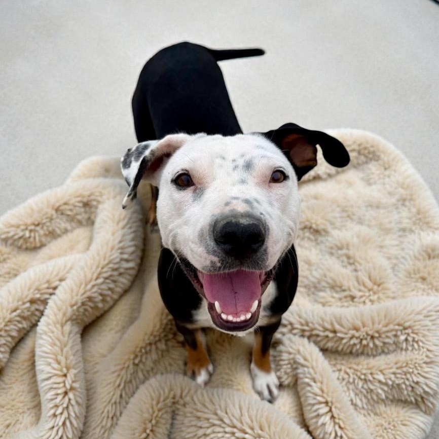 Enlarge Morgan, a Adoptable mixed breed in Seattle, WA image 2/2