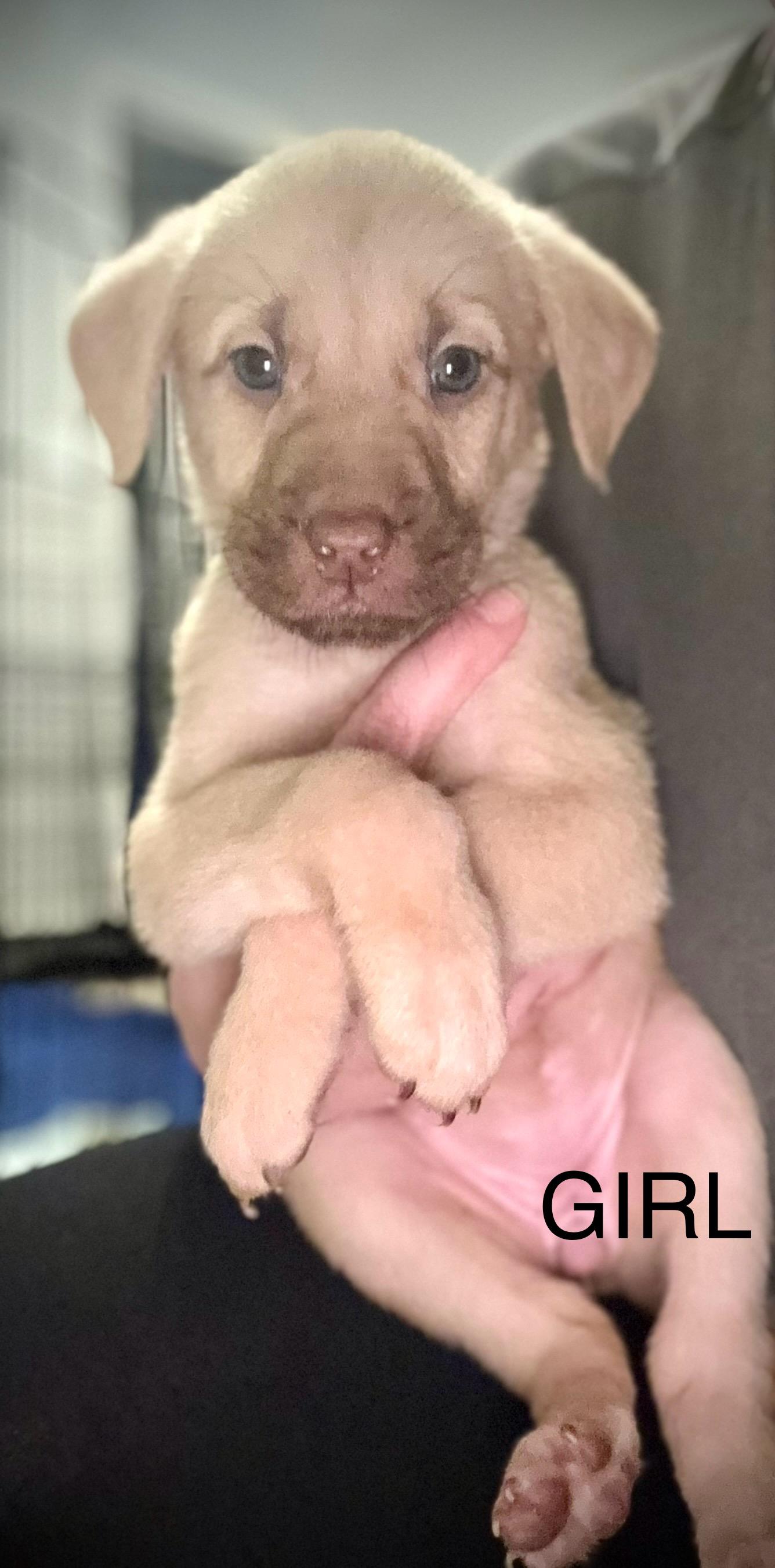 Cookie (Sweets litter) , adopted, Puppy Female Pit Bull Terrier & Labrador Retriever.