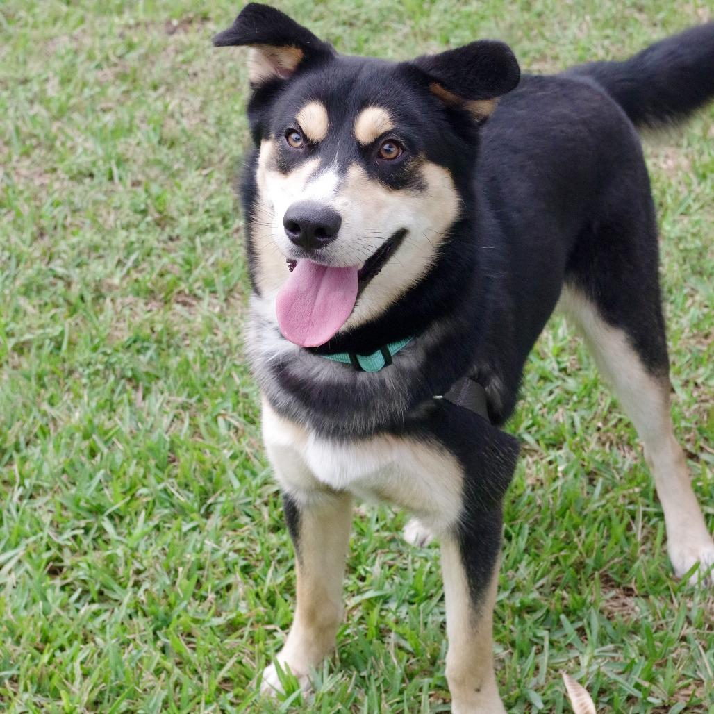 Enlarge Goofy, a Adoptable mixed breed in Miami, FL image 1/5