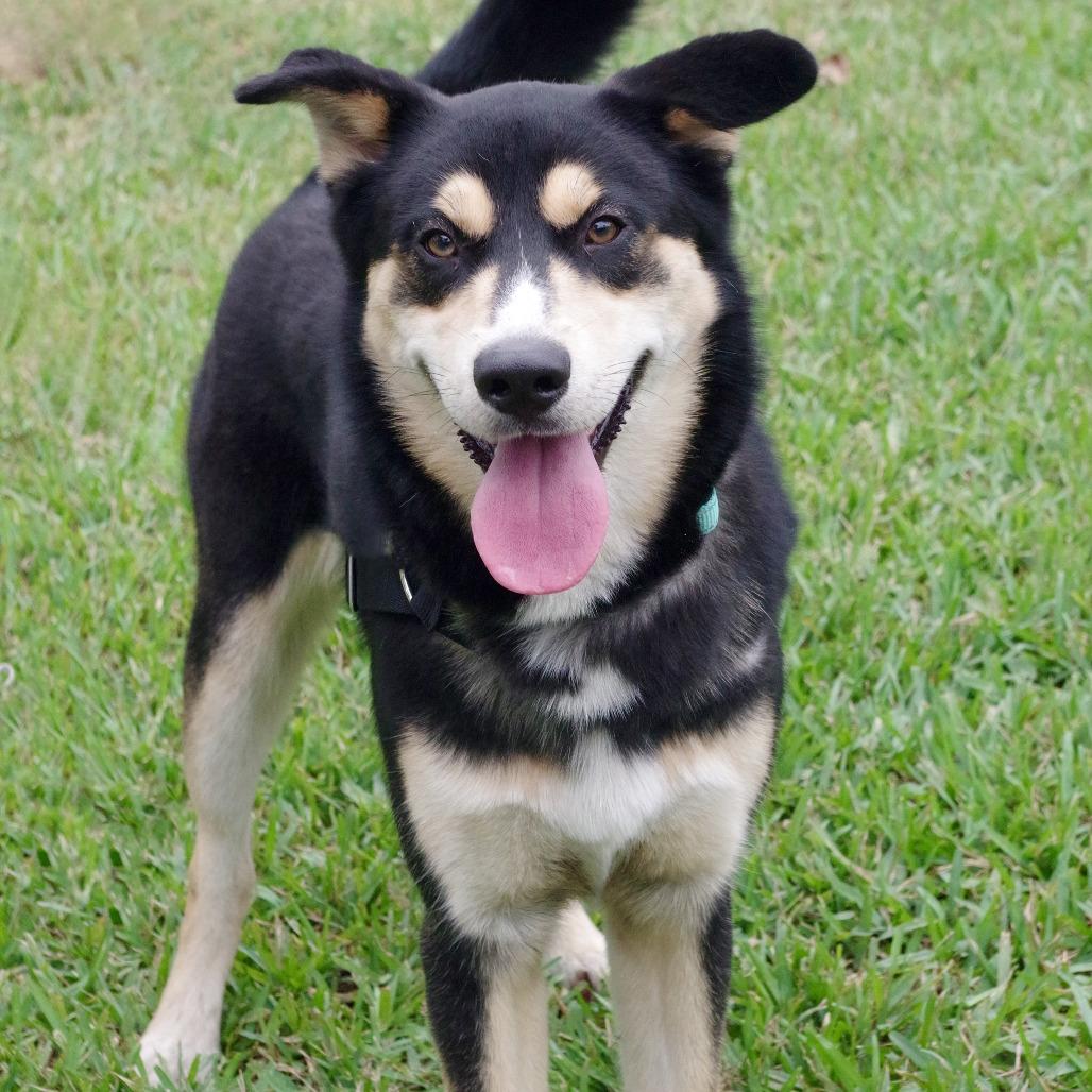Enlarge Goofy, a Adoptable mixed breed in Miami, FL image 2/5