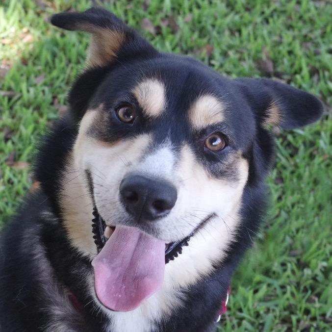 Enlarge Goofy, a Adoptable mixed breed in Miami, FL image 3/5