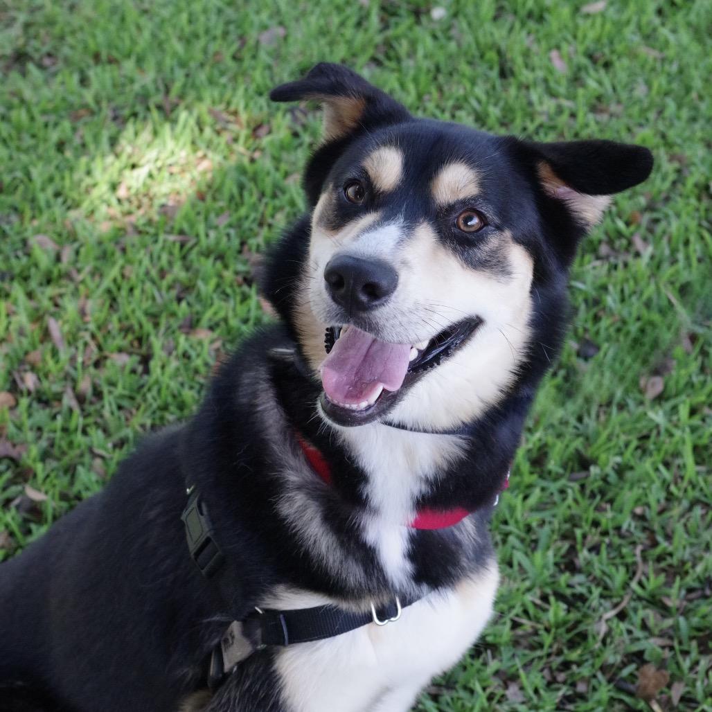 Enlarge Goofy, a Adoptable mixed breed in Miami, FL image 4/5
