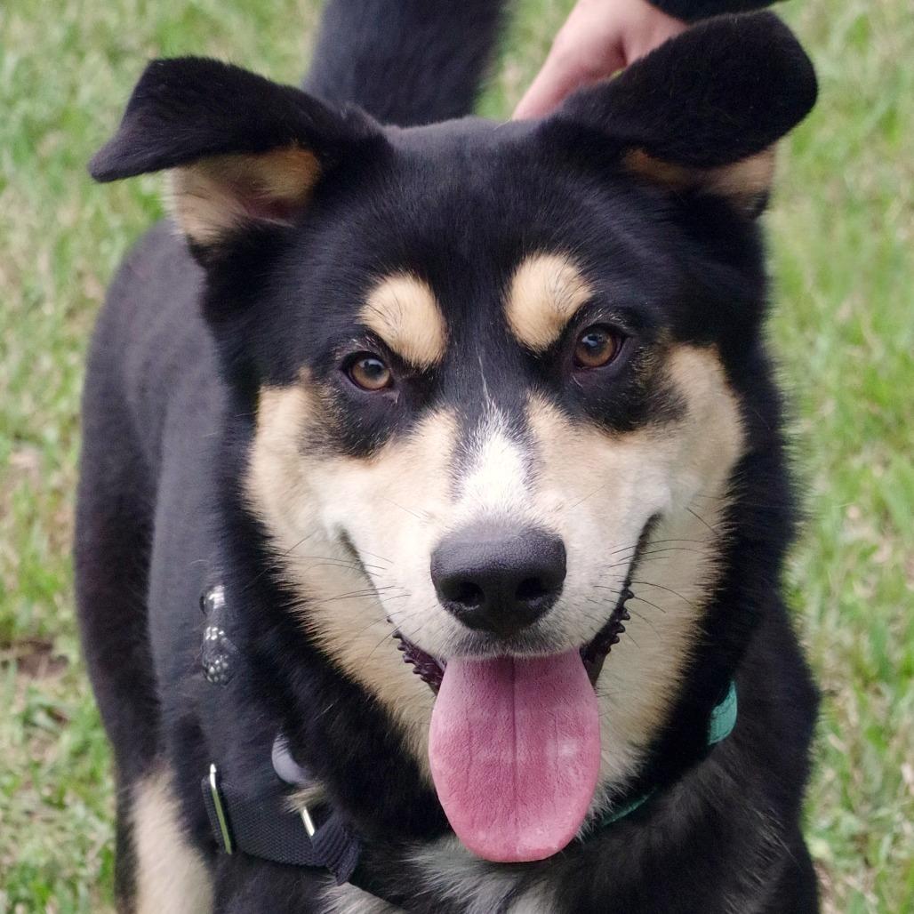 Enlarge Goofy, a Adoptable mixed breed in Miami, FL image 5/5